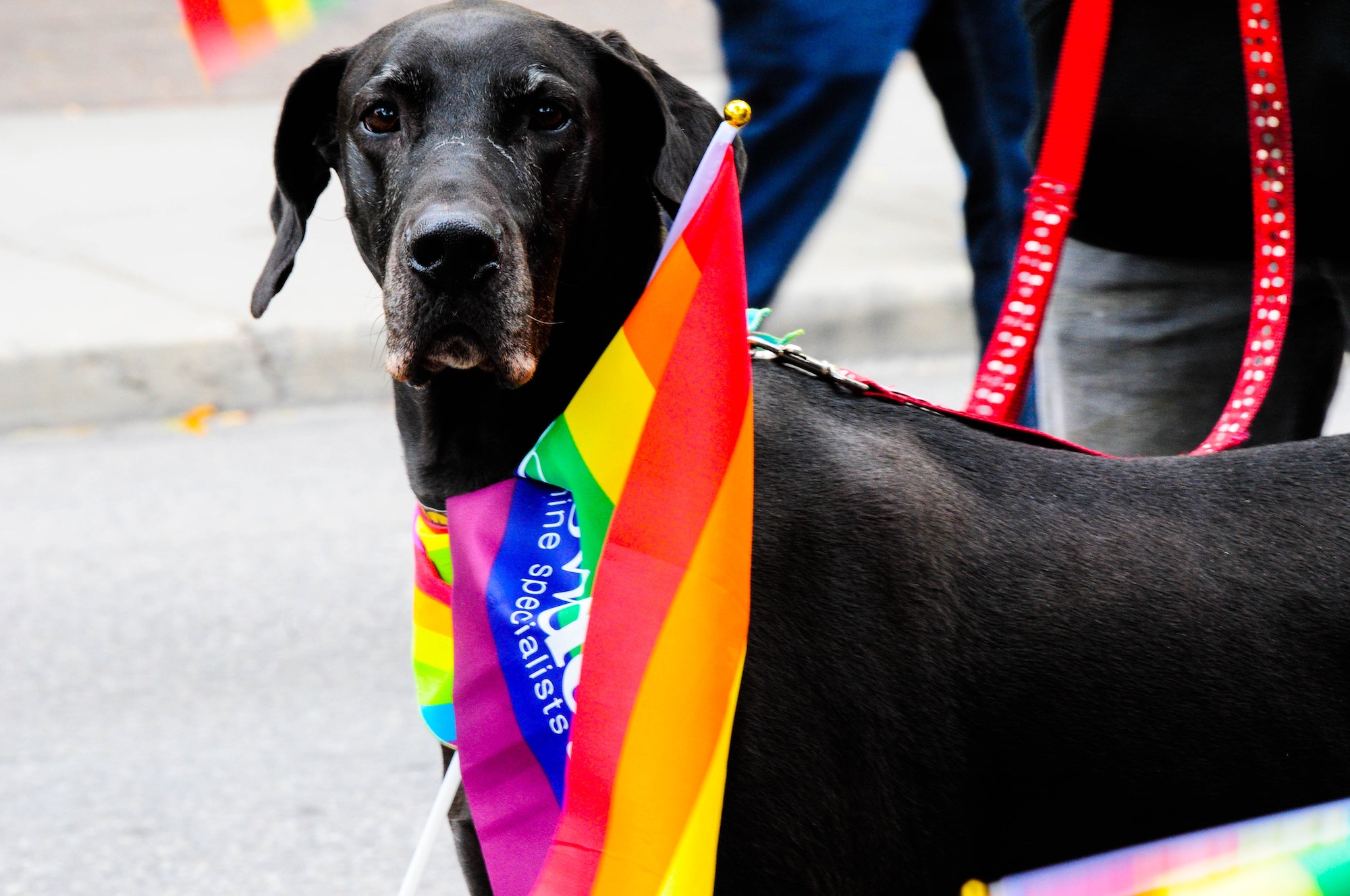 Pride hond